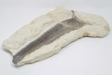 Cretaceous Swordfish (Protosphyraena) Pectoral Fin - Kansas #197482-4
